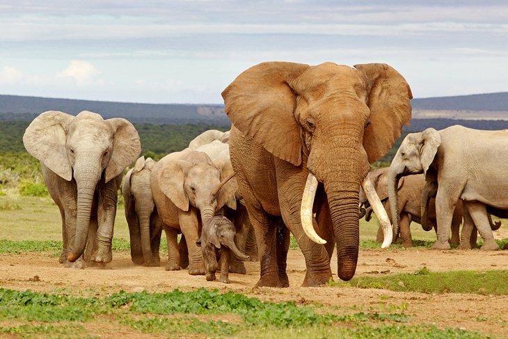 Éléphant mâle et troupeau dans le parc national Addo Elephant