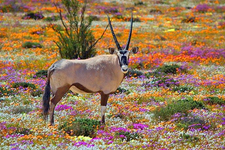 Oryx parmi les fleurs sauvages à Namaqualand