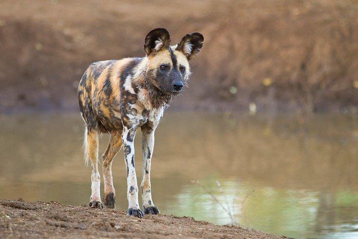 Un chien sauvage africain dans la réserve de jeu de Madikwe