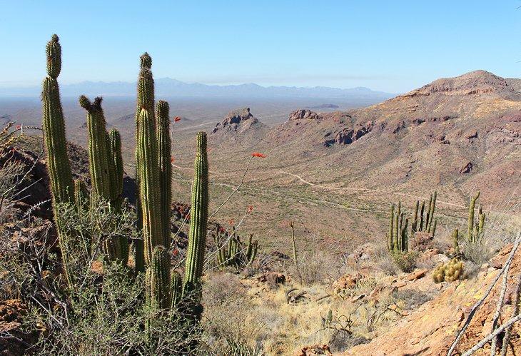Monumento Nacional Cactus de Órgano