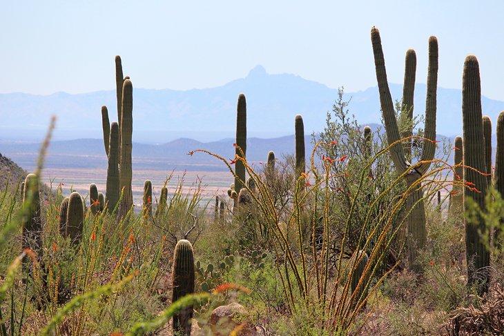 Sendero de Valley View en el Parque Nacional Saguaro