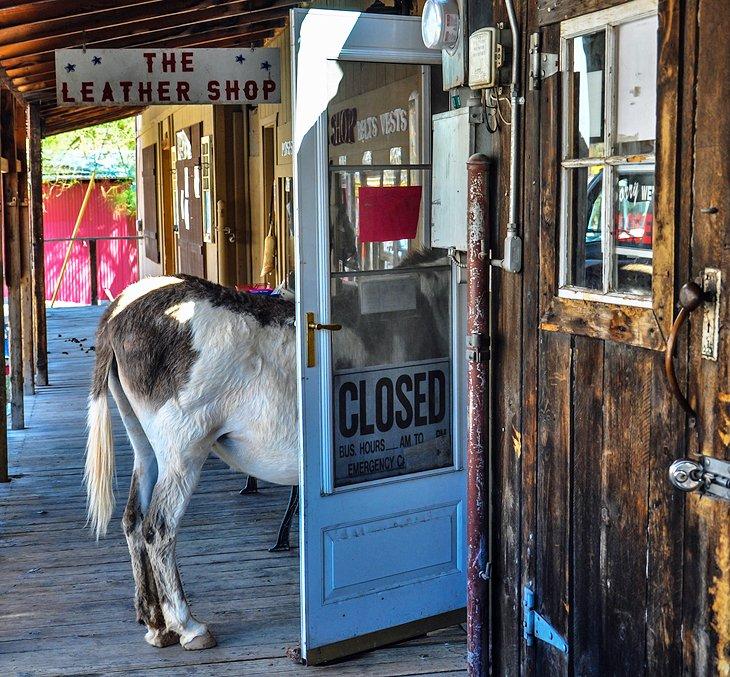 Burro en Oatman
