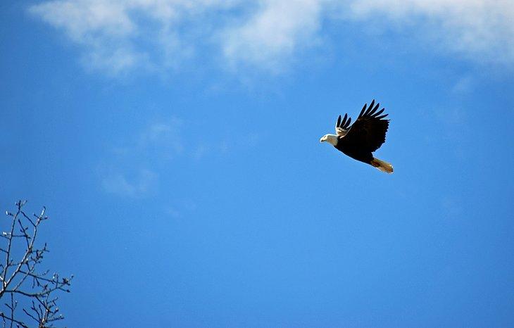 Aguila calva en el Área de Conservación McKenzie
