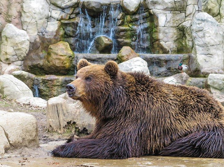 Un oso pardo en el Zoológico de Brno
