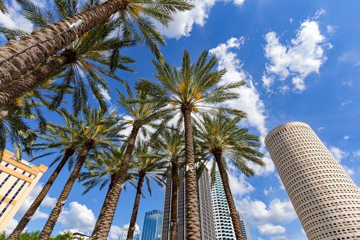 Palmeras en Tampa