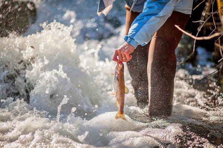 Pesca en Bennett Spring