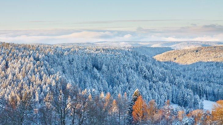 Árboles cubiertos de nieve en la Selva Negra cerca de Baden-Baden