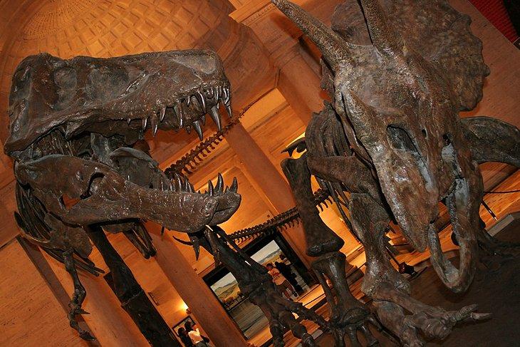 Museo de Historia Natural