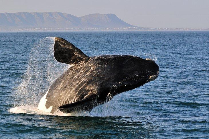 Avistamiento de ballenas en Hermanus