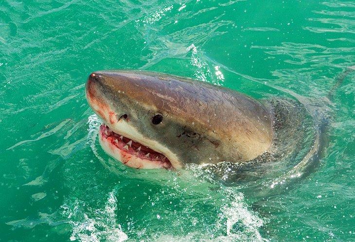 Buceo en jaula con tiburones blancos