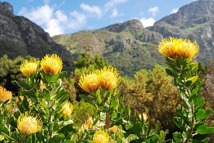 Jardines Botánicos Nacionales de Kirstenbosch