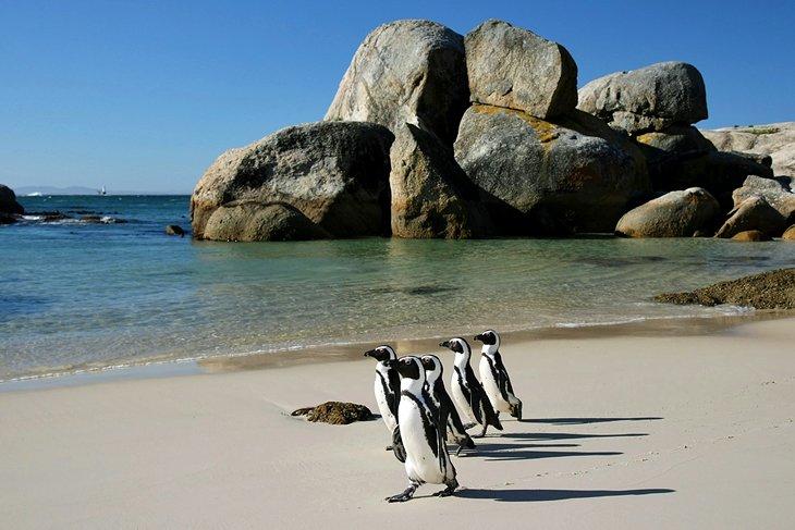 Pingüinos en Boulder's Bay