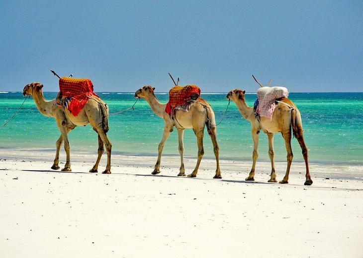 Camellos en la playa de Mombasa