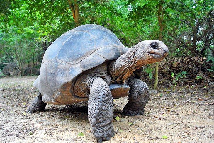 Tortuga en Haller Park