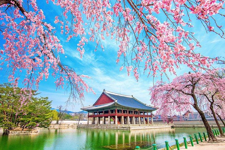 Palacio Gyeongbokgung con flores de cerezo