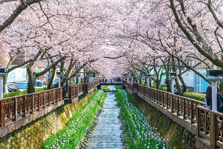Festival de las Flores de Cerezo de Jinhae