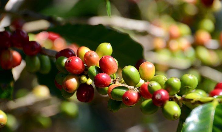 Visite de la Plantation de Café Sinouk