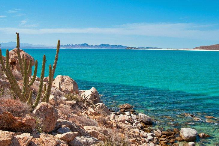Cactus sur Espiritu Santo