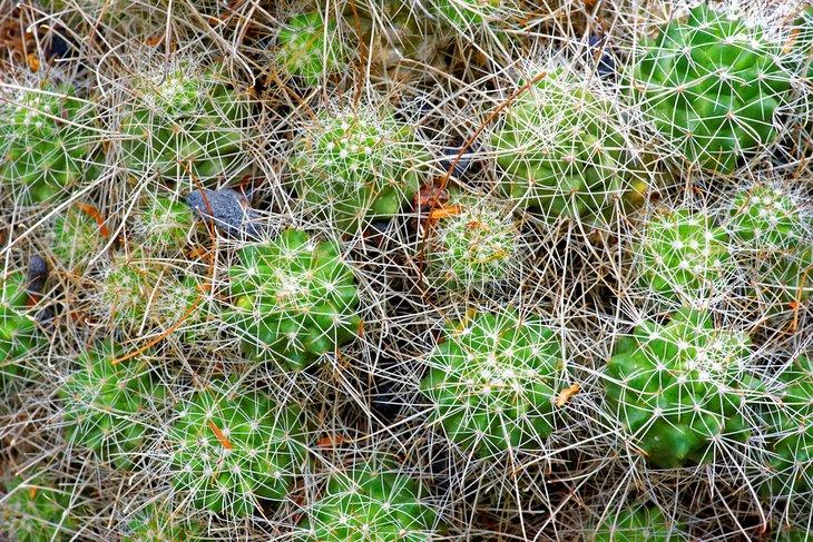 Cactus endémique à Isla Cedros