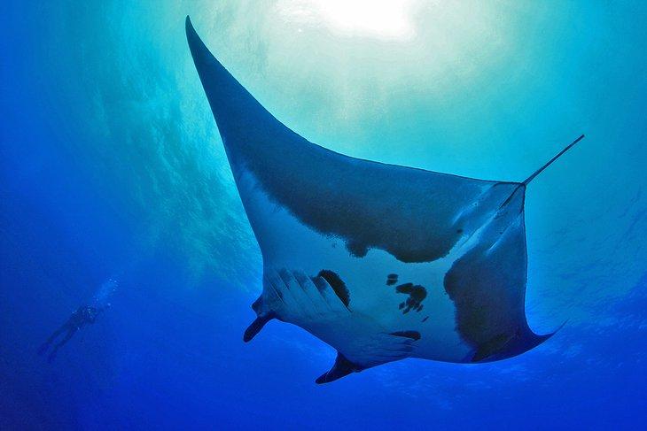 Raie manta près de l'île Socorro