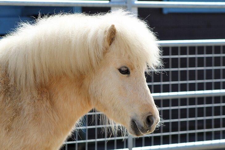 Pony auf der Tierfarm Graves Park