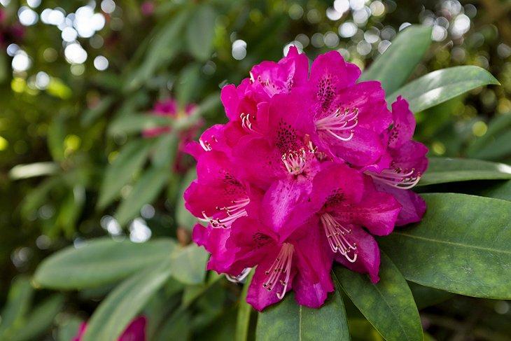Botanische Gärten Sheffield