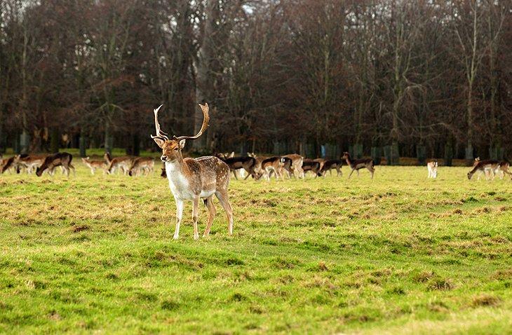 Phoenix Park y el Zoológico de Dublín