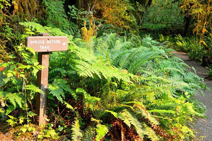 Hinweisschild zum Spruce Nature Trail in der Nähe des Hoh Campingplatzes