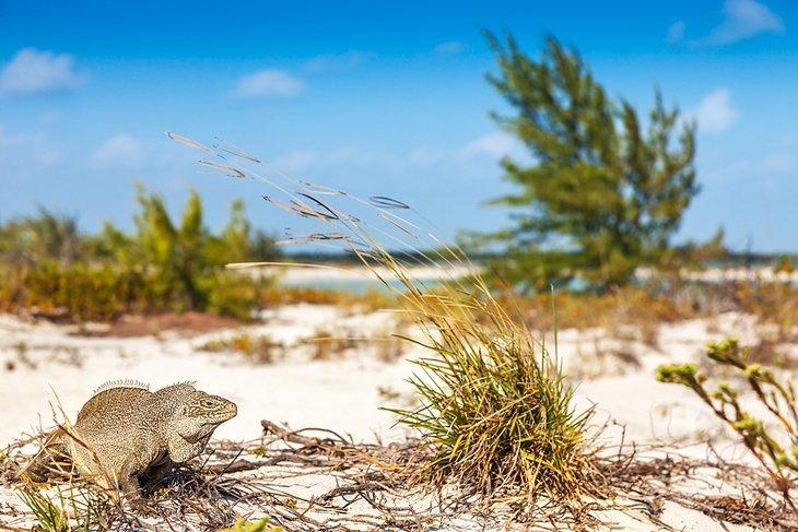 Una iguana rockera en peligro de extinción en Little Water Cay