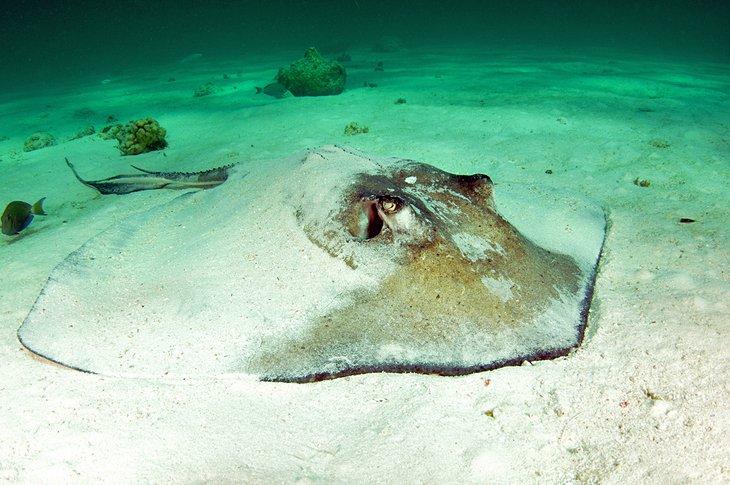 Nada con mantarrayas en Gibbs Cay