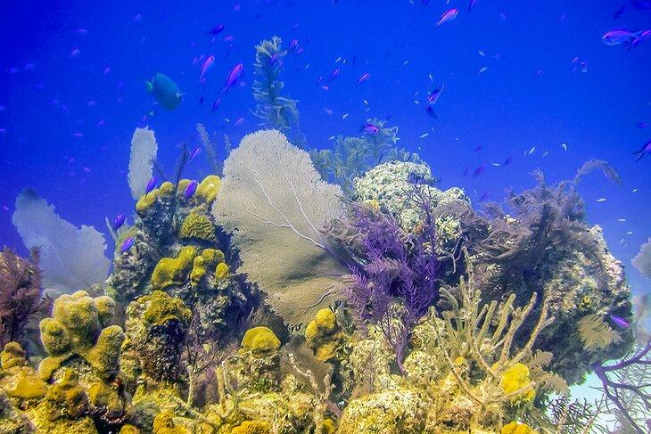 Bight Reef