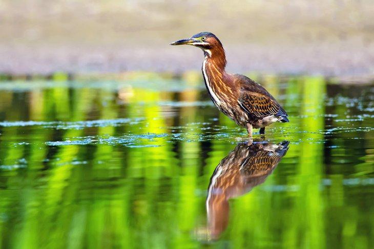 Garza en Rattray Marsh