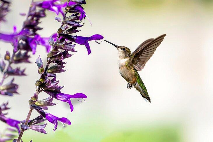 Colibrí en el Riverwood Conservancy