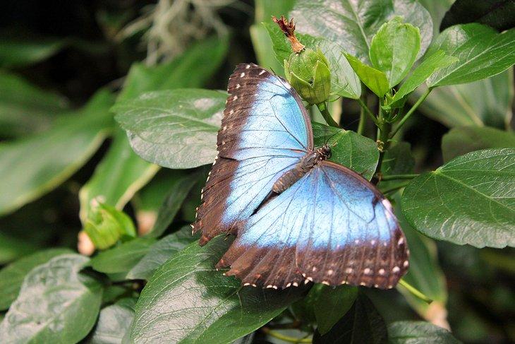 Papillon à la Biosphère de Potsdam