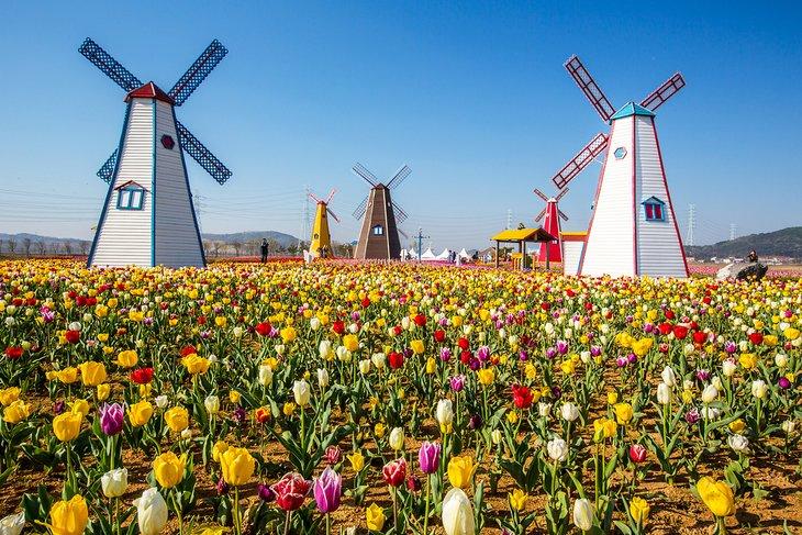 Tulipanes y molinos de viento en Holland, Michigan