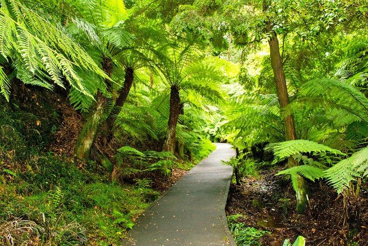 Gully de la Selva Pluviosa en los Jardines Botánicos Nacionales Australianos