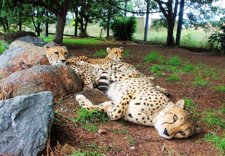 Guepardos en el Zoológico Nacional