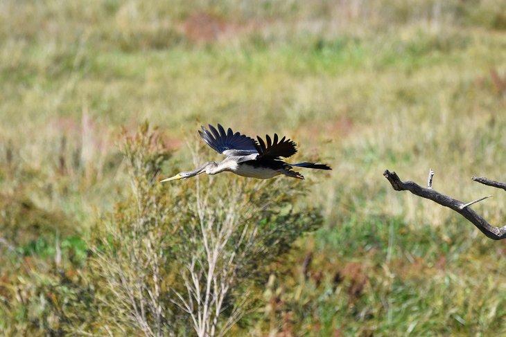 Un Darter de Australasia volando sobre los humedales de Jerrabomberra