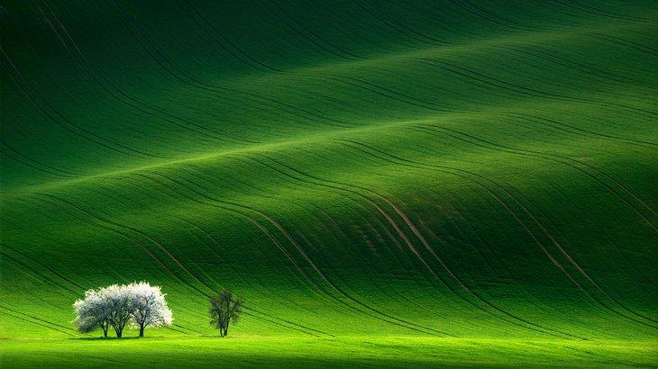 Arbres éclairés par la tempête en Toscane morave