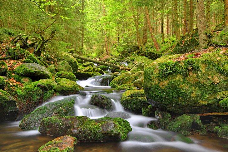 Un ruisseau de montagne dans le parc national de Sumava