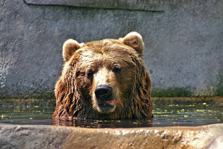 Oso Pardo en el Zoológico John Ball