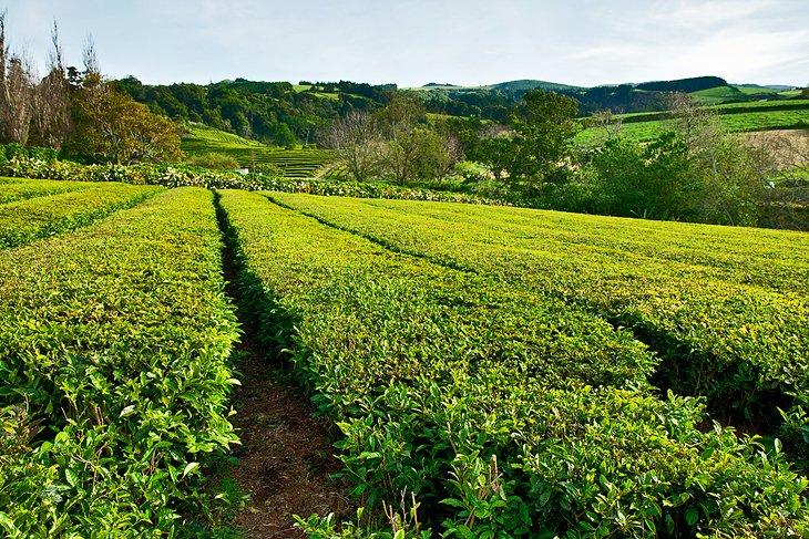 Plantaciones de Té Gorreana