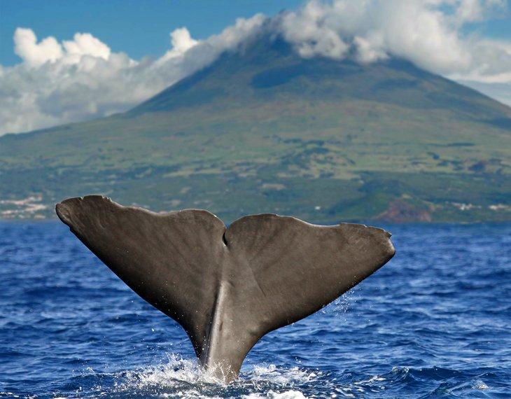 Cola de ballena esperma frente al volcán Pico, Islas Azores