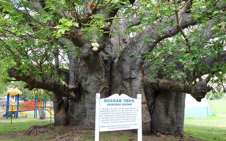 Arbre Baobab dans le parc de la Reine