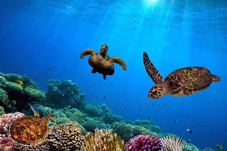 Tortues de mer