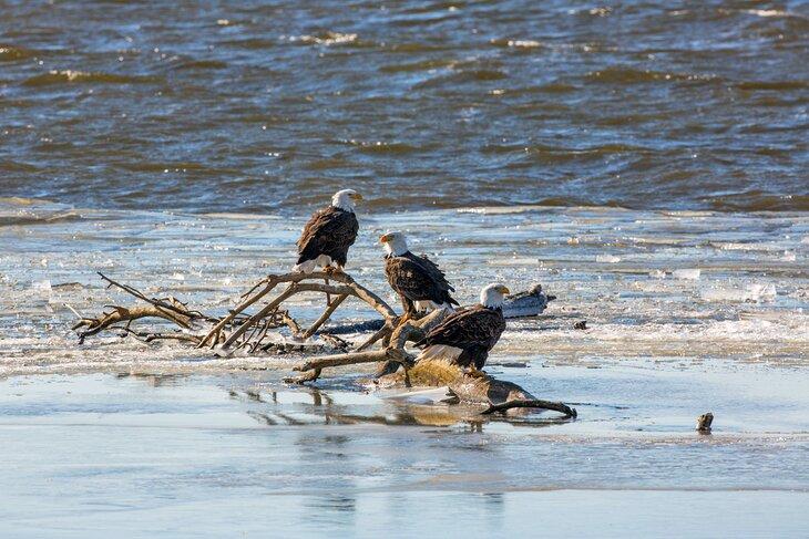 Aigles à tête blanche sur la rivière Mississippi près de Fort Madison