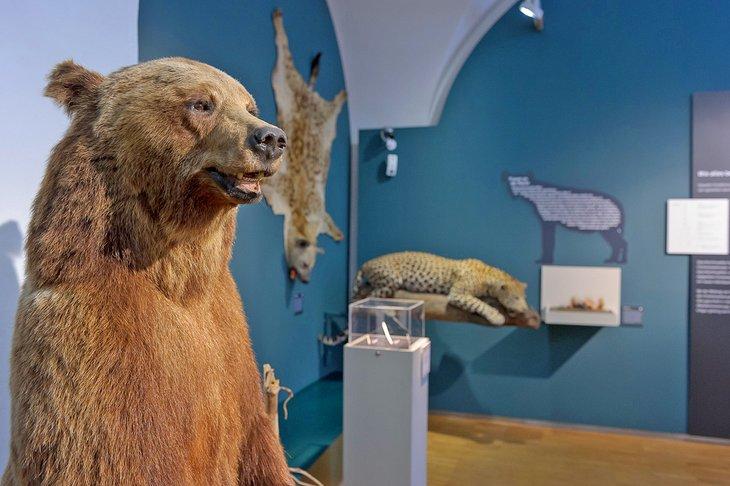Exhibición en el Museo de Historia Natural en Graz