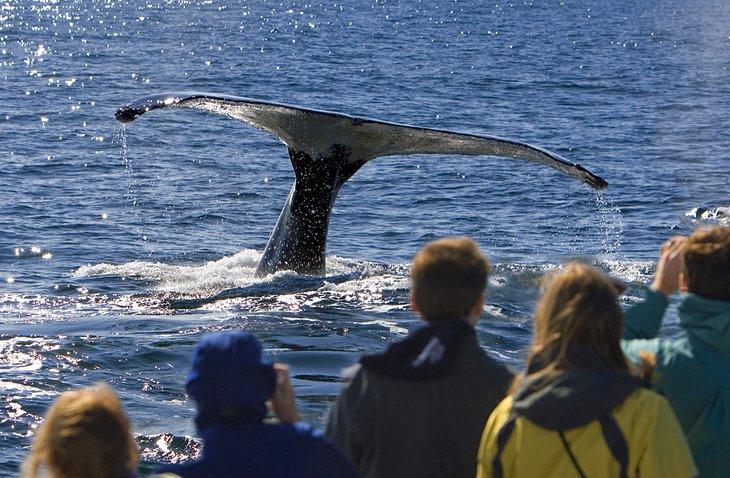 Observación de ballenas en Cape Cod