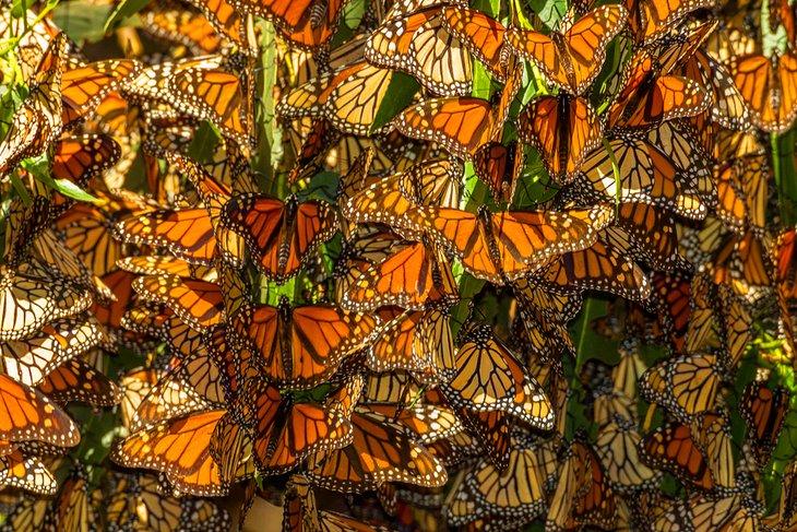 Monarch Butterfly Grove à Pismo State Beach