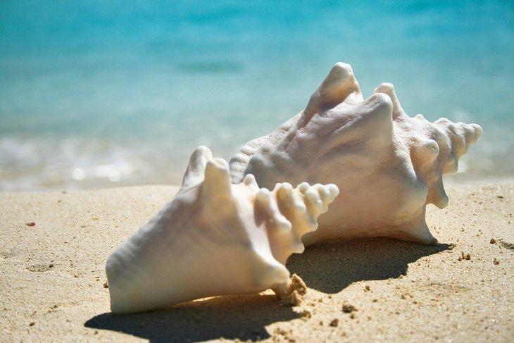 Muschelschalen am Strand von Cap Juluca
